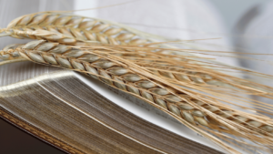 Ruth, 1 and 2 Samuel Part 2 - David the King