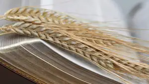 Ruth, 1 and 2 Samuel Part 2 - David the King